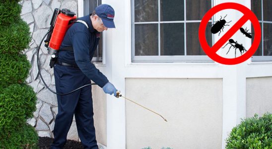 Samsun Kene İlaçlama böcek ilaçlama ve haşere kontrolü — ilaclama-tr.com